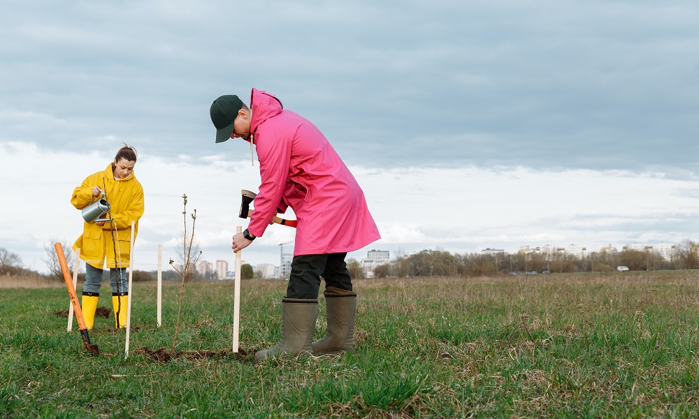 В 2021 году в Омской области план по воспроизводству лесов перевыполнили на 138%