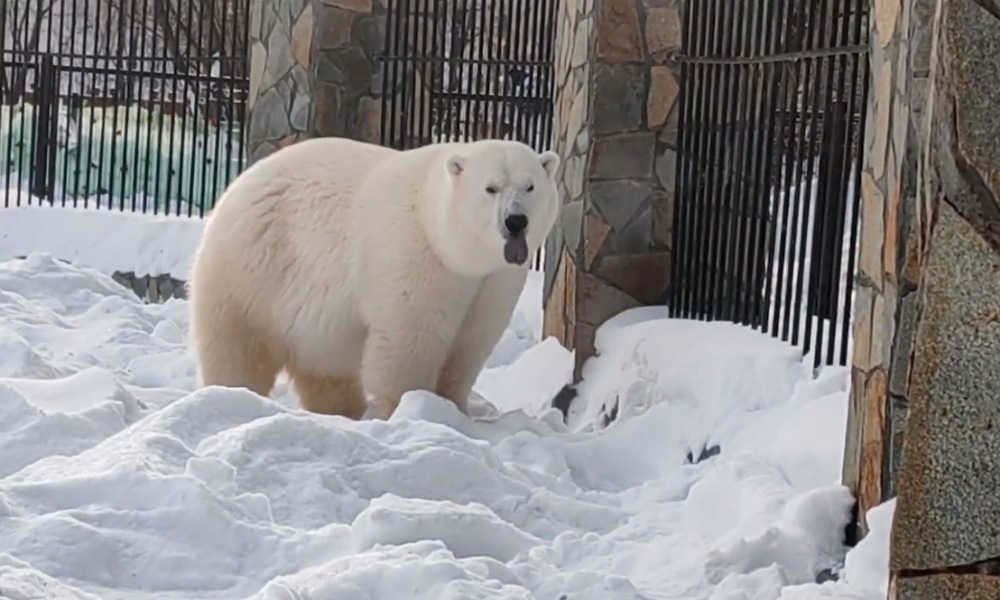 Белая медведица Думка отметила первый год жизни в Омской области