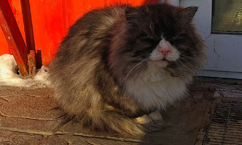 Время сделать мир лучше: 17 февраля отмечается Международный день спонтанного проявления доброты