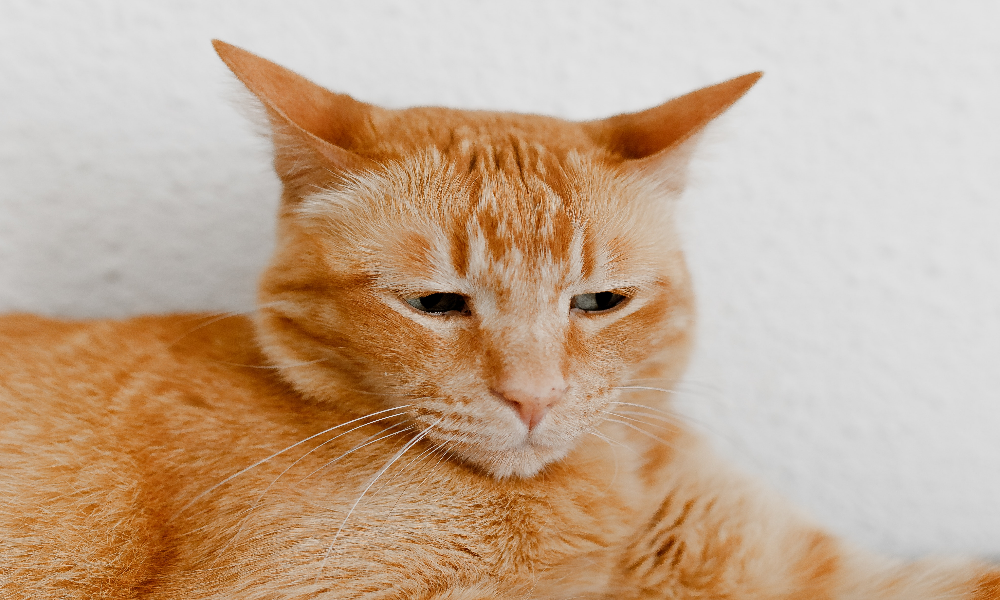 Омичи могут помочь наказать виновных в смерти кота Кузи 