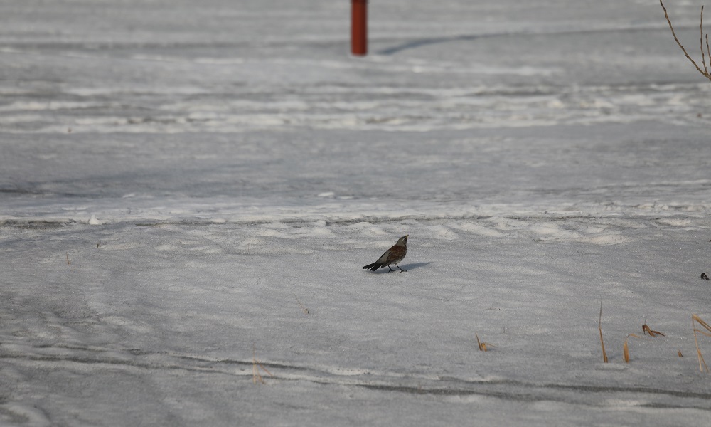 В Омскую область вернулись перелётные птицы