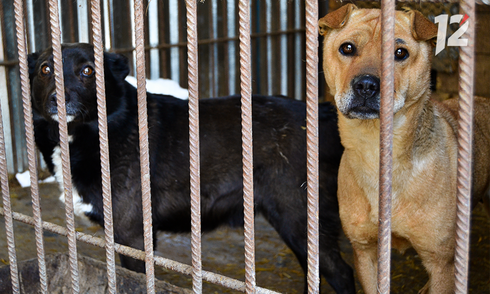 В Омске проведут дополнительные рейды по отлову бездомных собак 