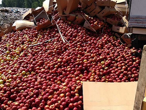 В Омске уничтожили 20 тонн запретных яблок