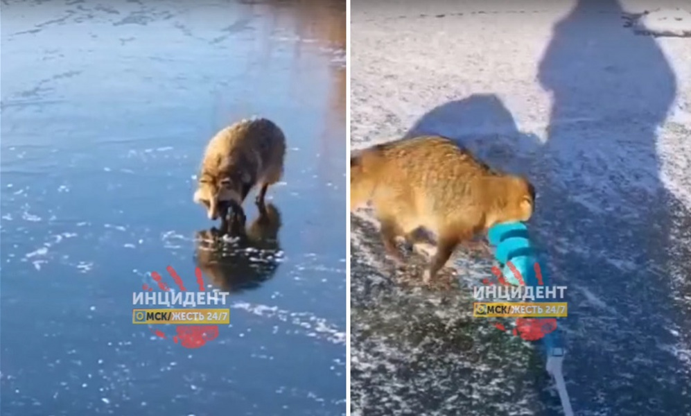 В Омской области енотовидная собака пыталась отобрать у рыбаков ледобур  