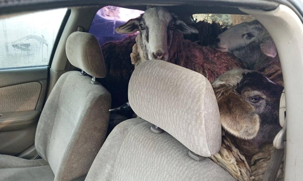 Омский суд поставил точку в деле организованной преступной группы, признанной виновной в хищении овец