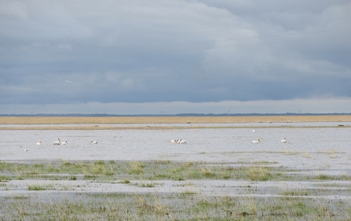 пеликаны 3.jpg