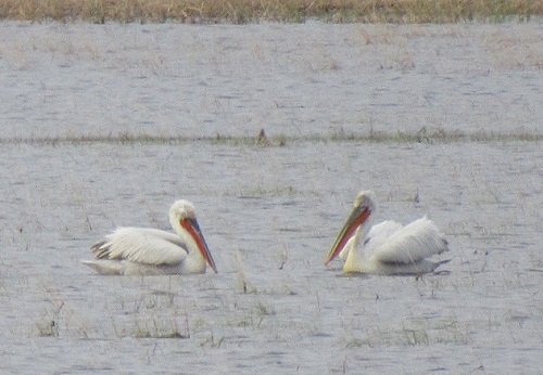 пеликаны 2.jpg