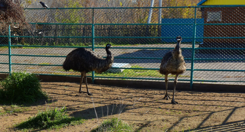 з страусы.png