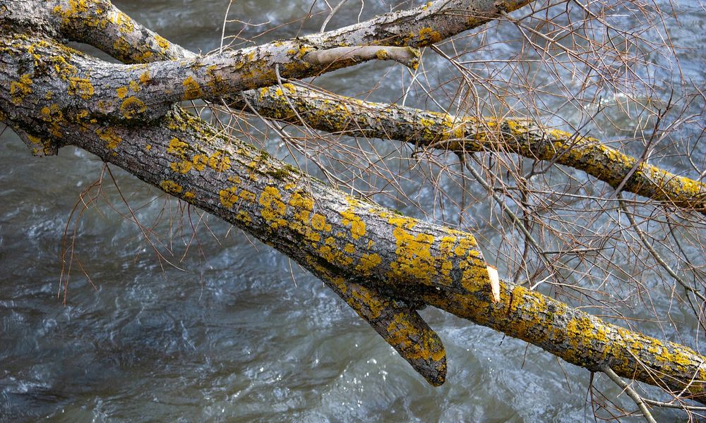 river-4956495_1280.jpg river-4956495_1280.jpg