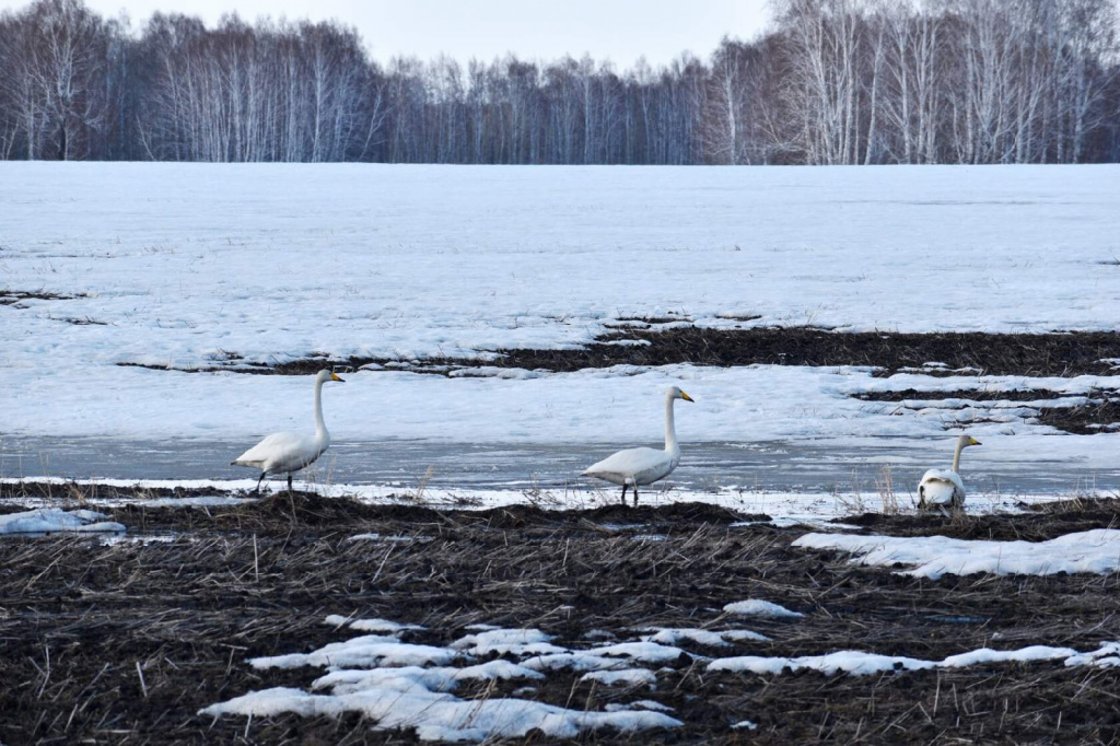 лебеди на поле.jpg