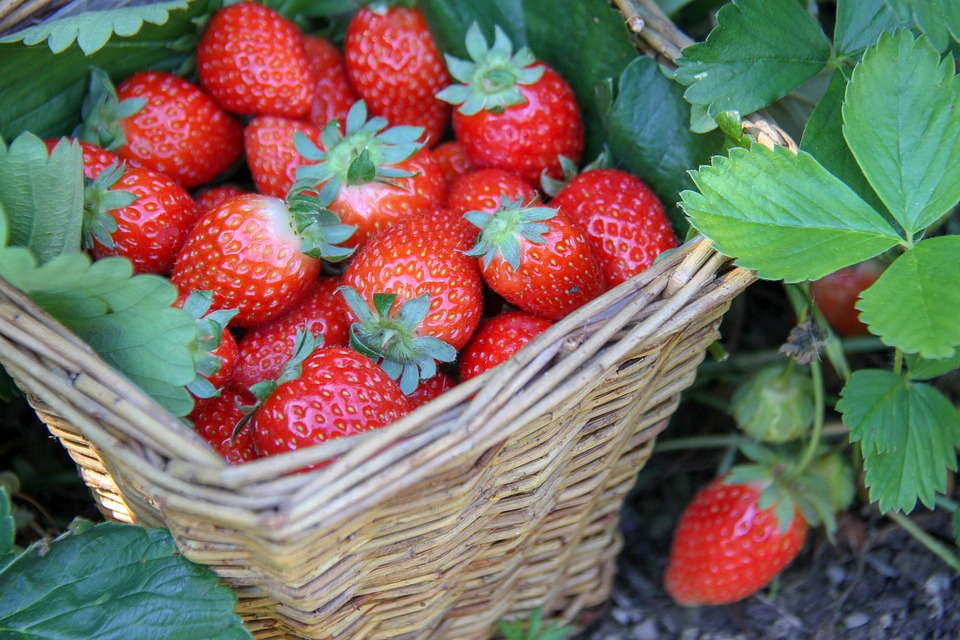 strawberries-4198471_960_720.jpg