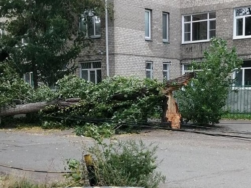 упало дерево.jpg