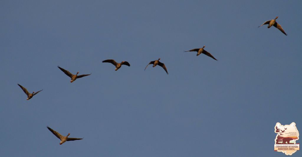 птицы2.jpg птицы2.jpg