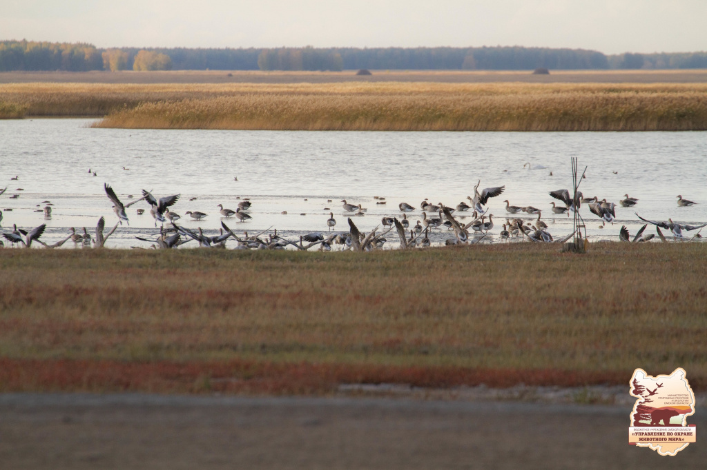 птицы1.jpg птицы1.jpg