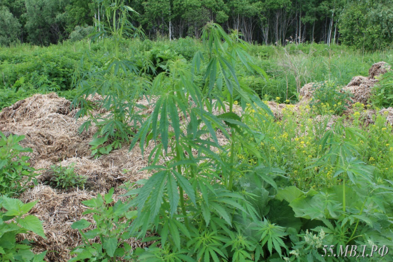 поле конопли.JPG