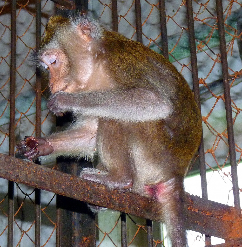 яванская макака.jpg