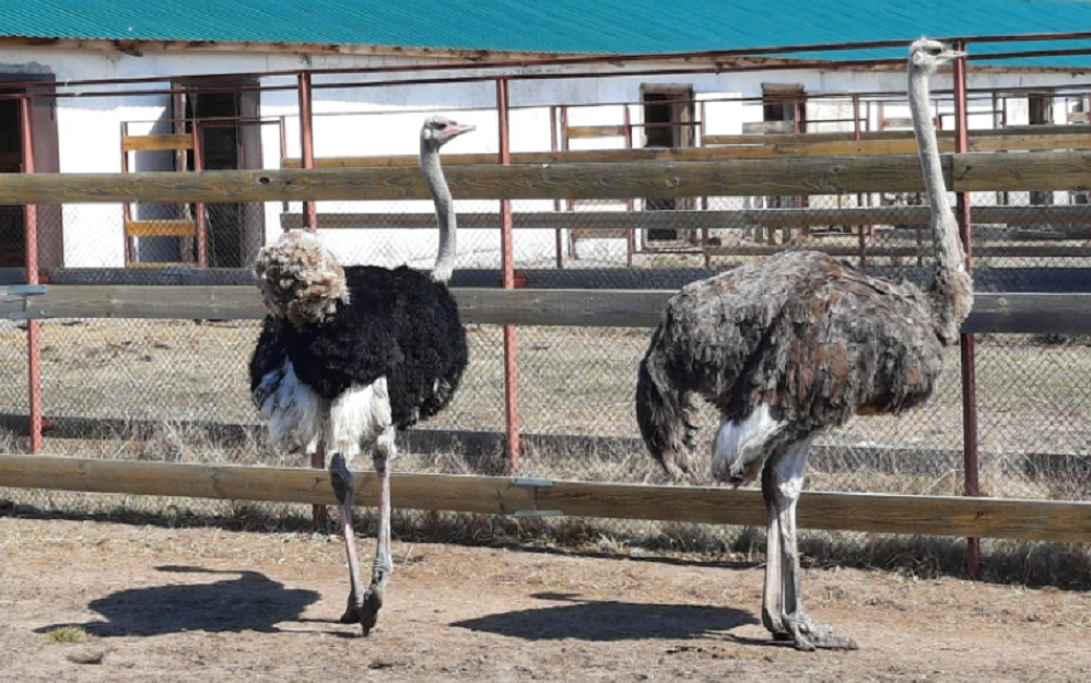 страусы.png страусы.png