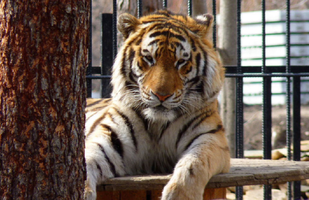 большереченский.png большереченский.png