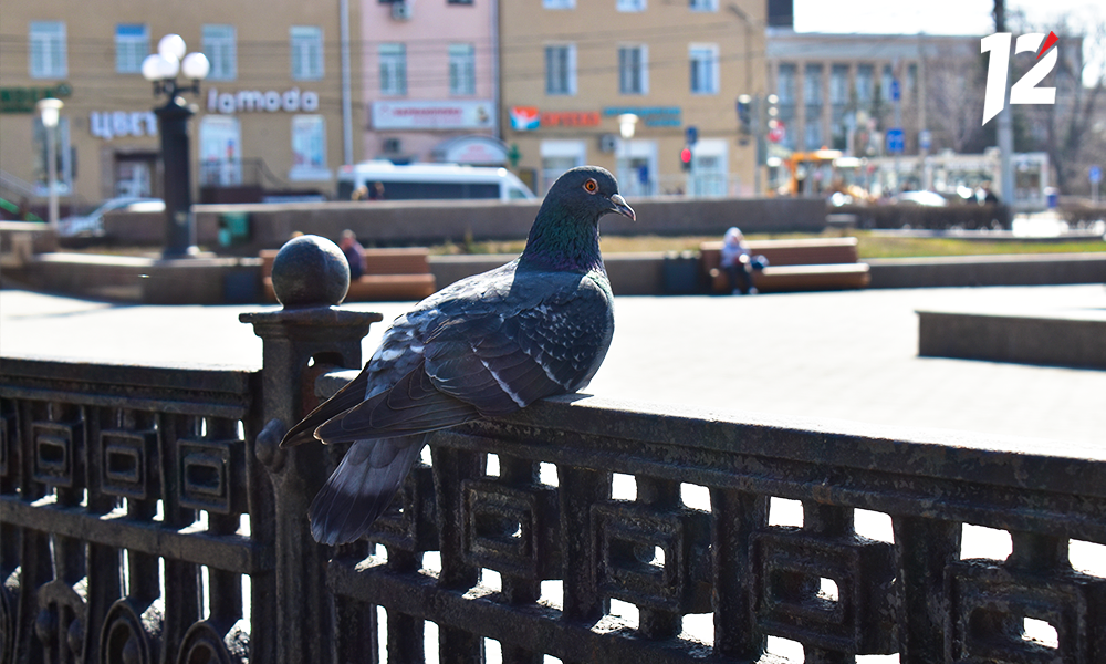 Голубь_театральная площадь_голуби.png