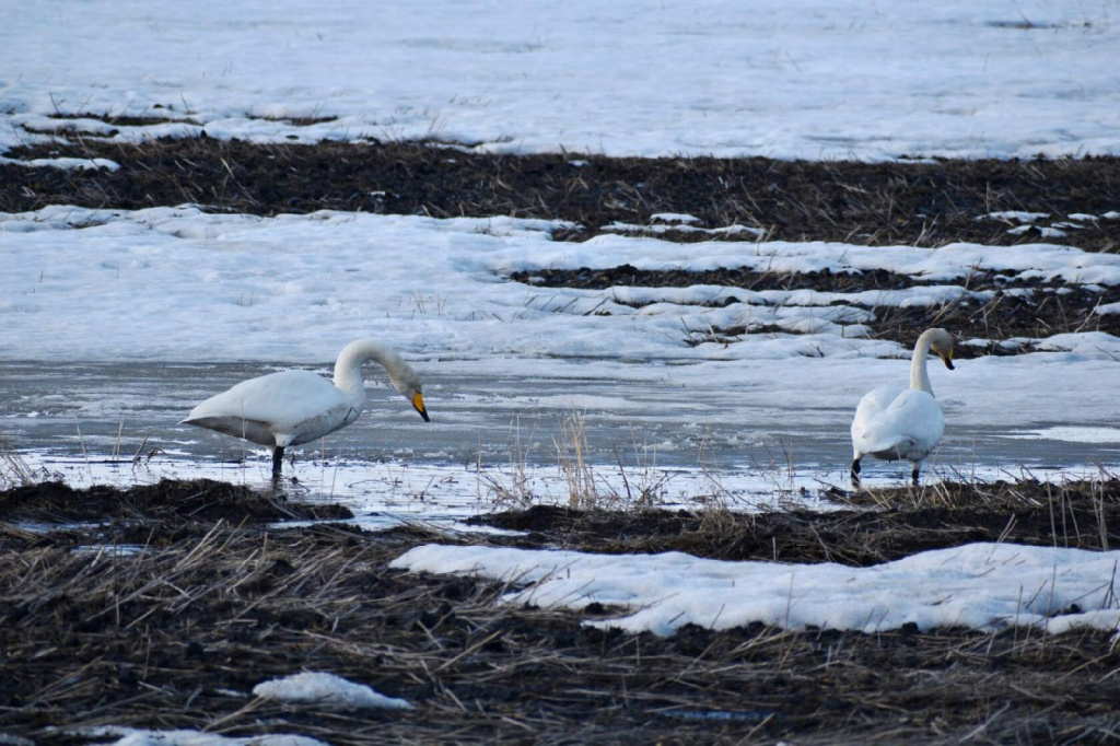 лебеди ходят.jpg