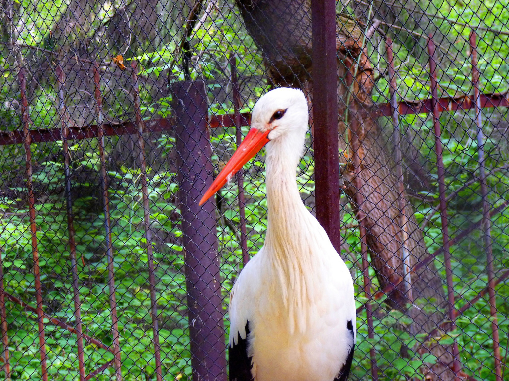 з аист еще.jpg